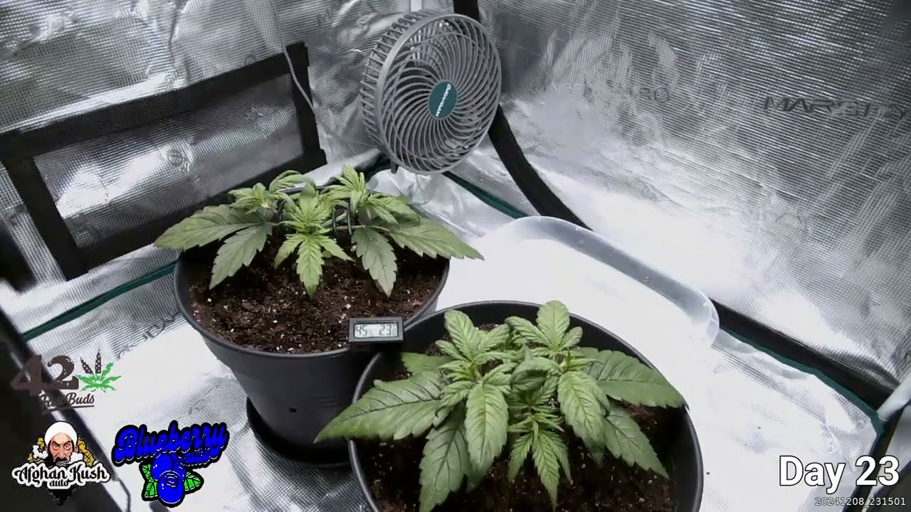 Afghan Kush Auto / Blueberry Auto - FastBuds - Complete Grow Timelapse - Trouble in Paradise