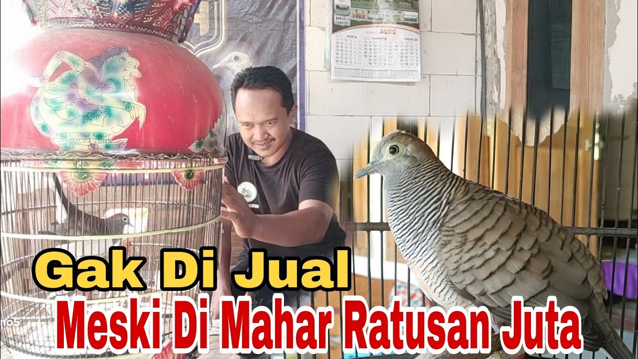 Sejarah Singkat Kenapa Perkutut Ini Tidak Di Jual Meski Di Hargai RATUSAN JUTA