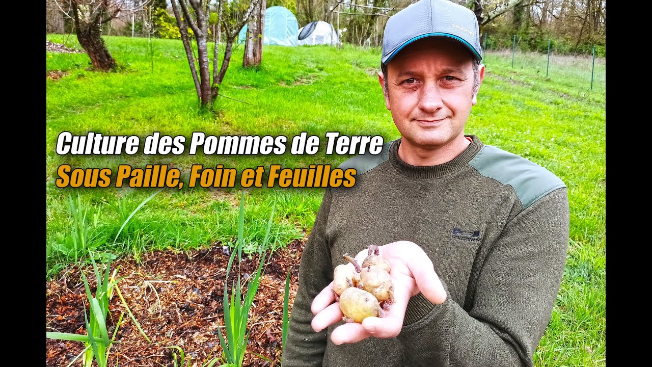 Culture des Pomme de Terre sous Paille, Foin, Feuilles et BRF