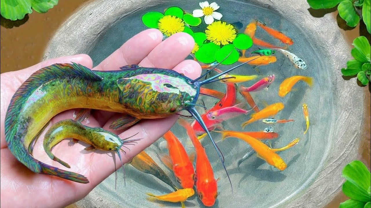 Unboxing ikan hias, ikan cupang, ikan mas koi, ikan guppy, ikan mas koki, ikan mas, ikan lele albino