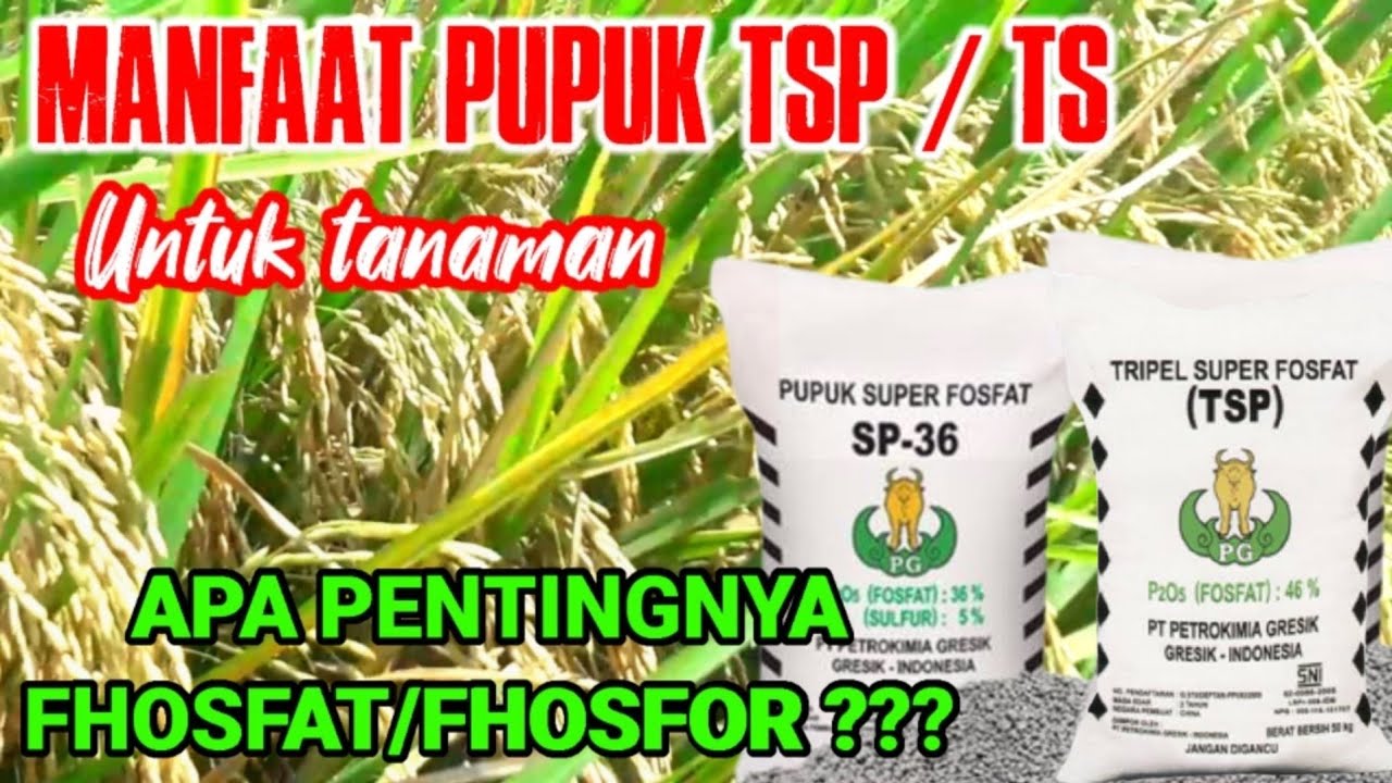 MANFAAT PUPUK TSP DAN KEGUNAANYA
