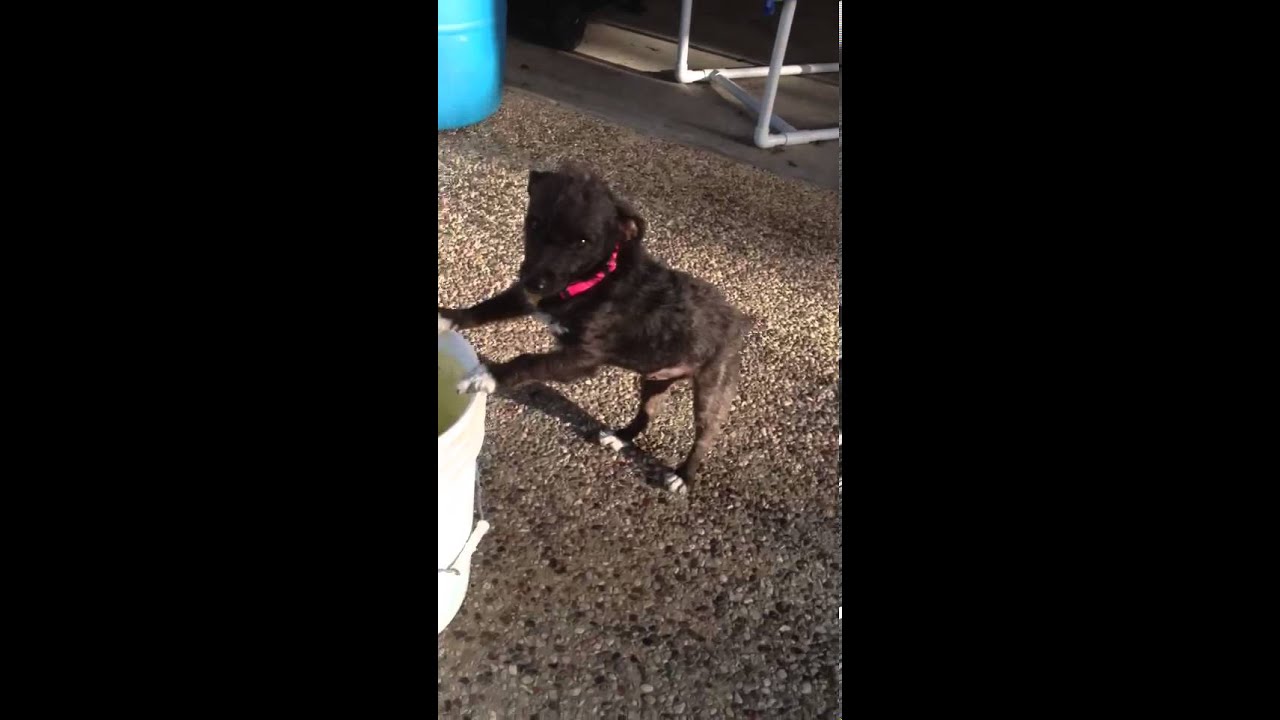 Sugar Video Cute Tracysdog