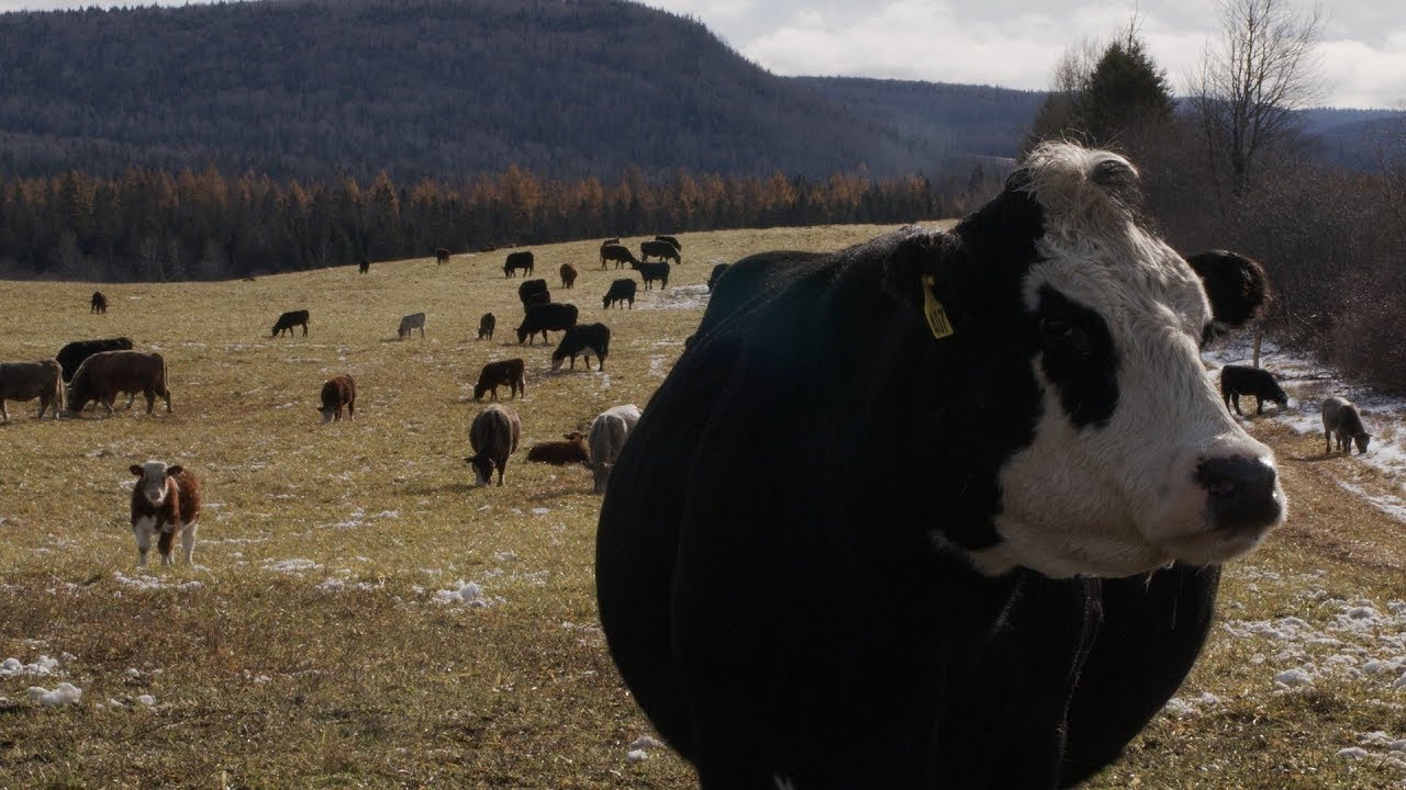 Matapédia: Production bovine