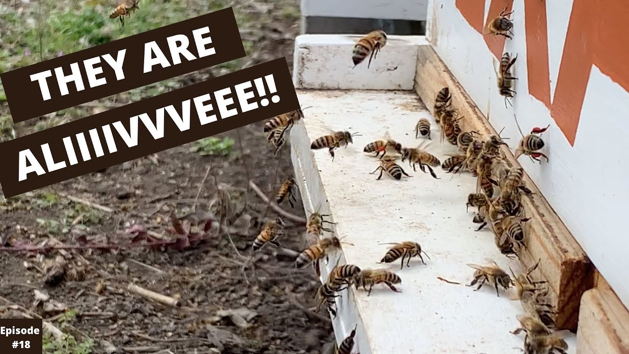 Beginner Beekeeping in Texas Episode 18...They are Alive!!
