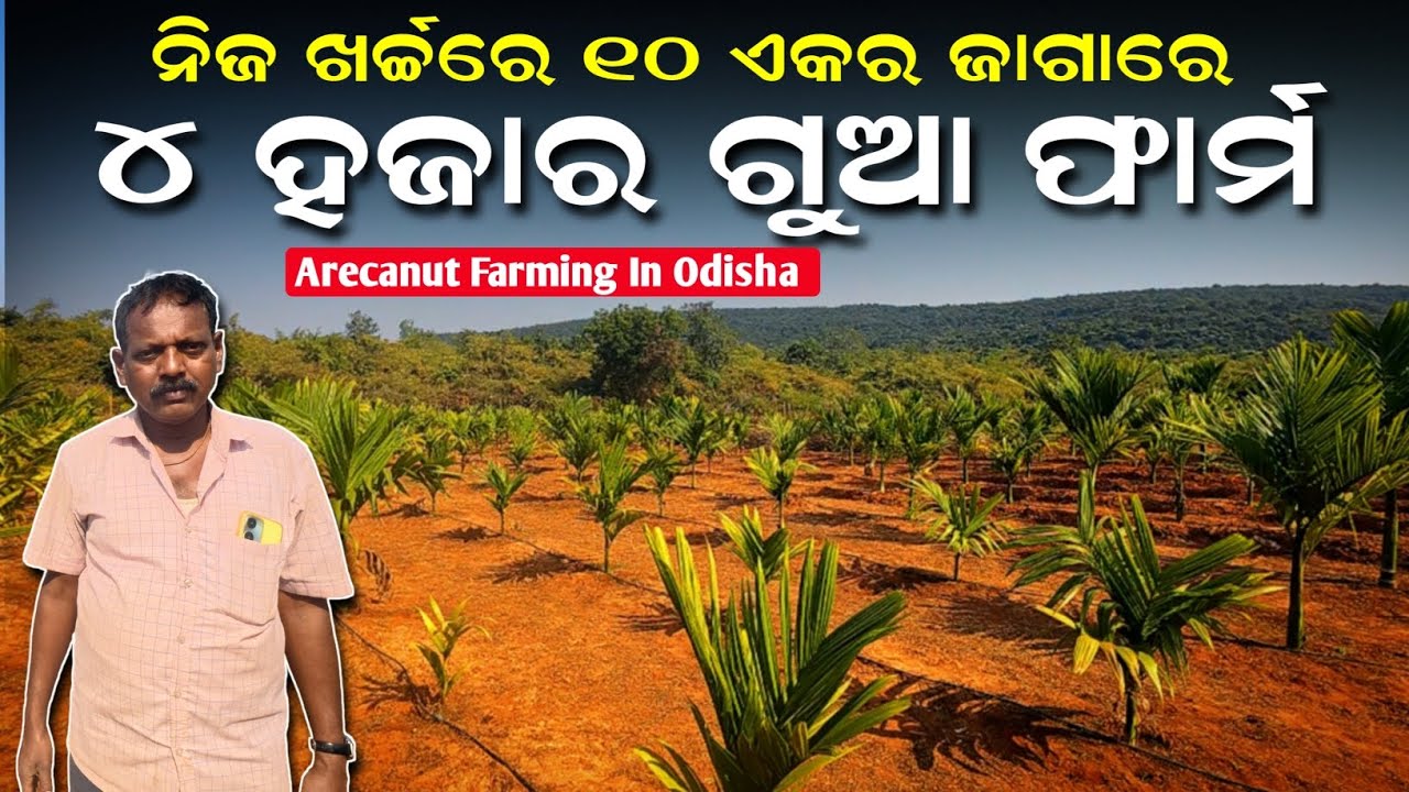 ୪ ହଜାର ଗୁଆ ଫାର୍ମ | gua chasa odia | Start Arecanut Farming in odisha | Krushak sathi Odisha