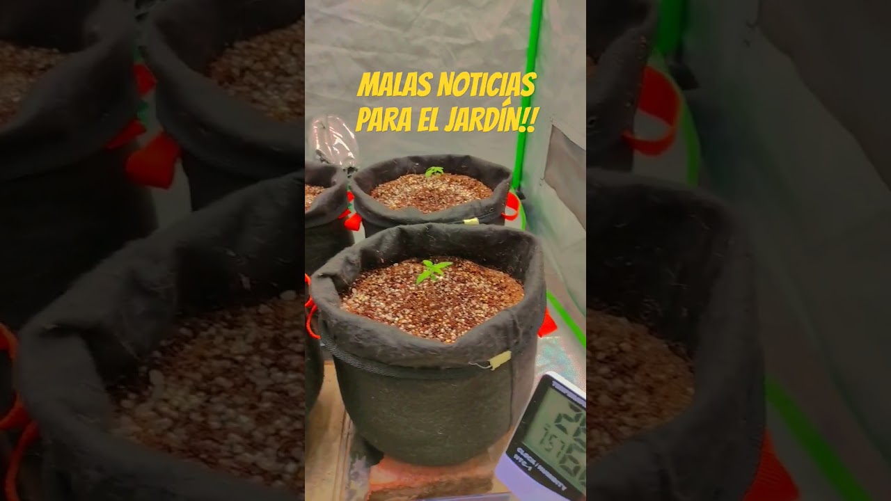 MALAS NOTICIAS EN EL JARD&Iacute;N 😞🌱 (pr&oacute;ximo video en el canal + info) Cultivo autom&aacute;ticas 22 d&iacute;as.