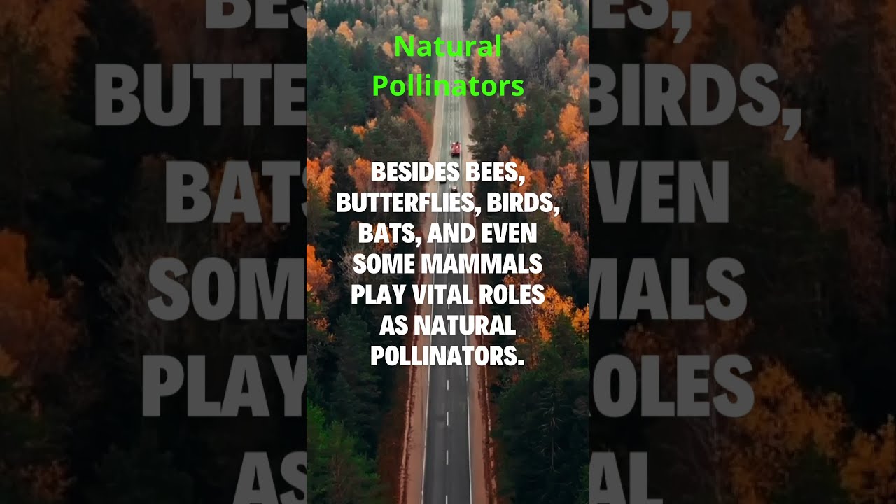 Nature's Echoes