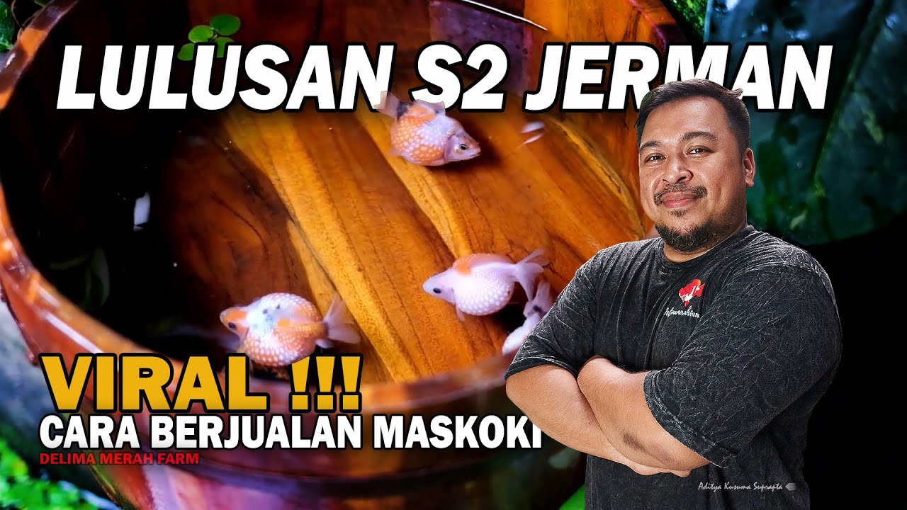 LULUSAN S2 JERMAN JUALAN MASKOKI PAKAI KONSEP PMA, POSTINGAN DI SOSMED VIRAL | DELIMA MERAH FARM