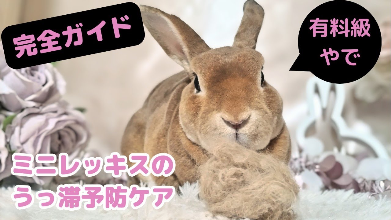 【有料級】超換毛ミニレッキスのケア徹底ガイド