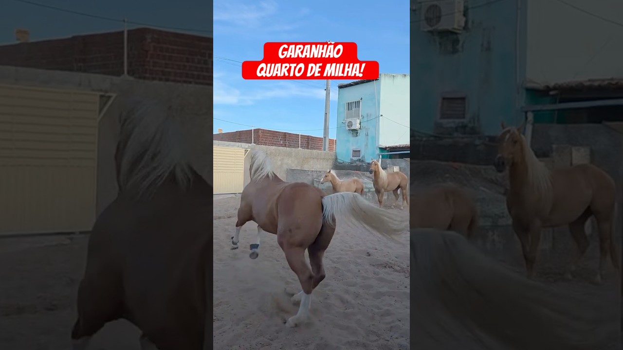 Fam&iacute;lia Quarto de milha, GARANH&Atilde;O, POTRO E &Eacute;GUA QUARTOS DE MILHA PUROS!❤️🏡🐎🐎🐎👏🏻🥰😍🫶🇧🇷