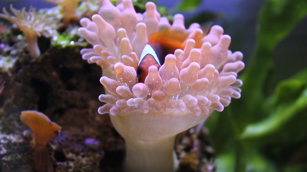 Acquario marino Nanoreef 21 litri Nanoscaping Amtra