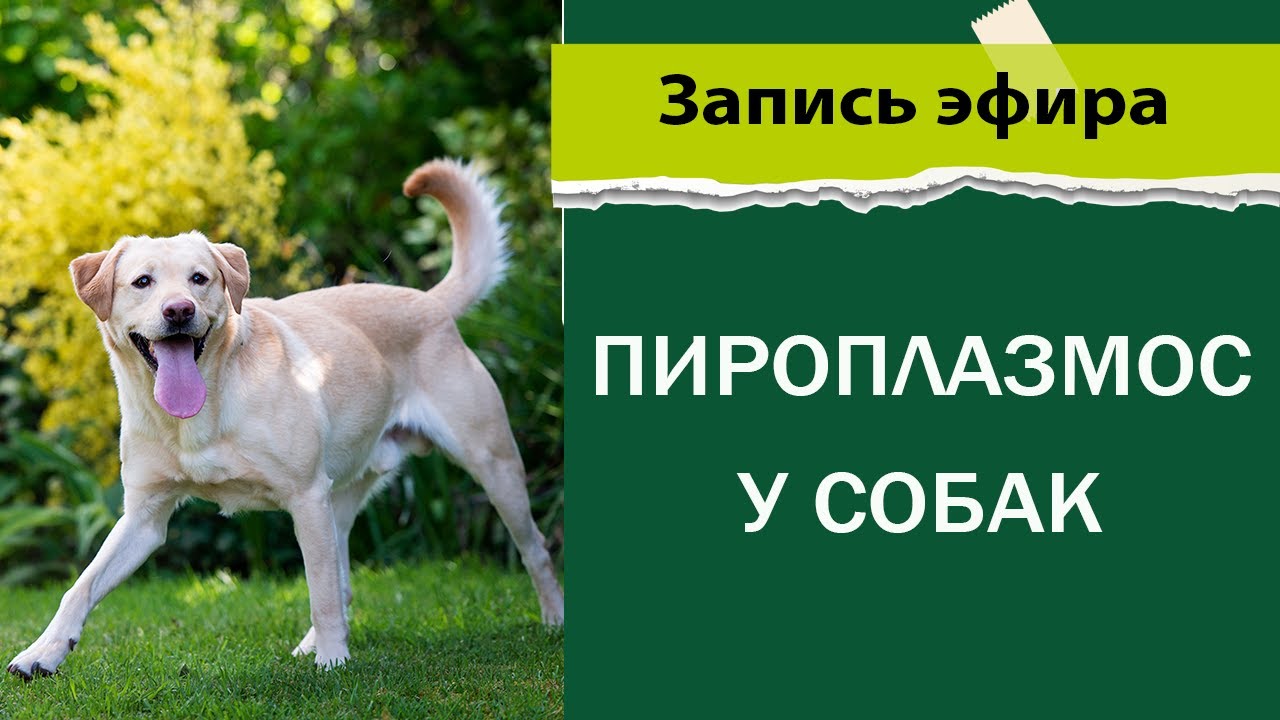 Пироплазмоз у собак