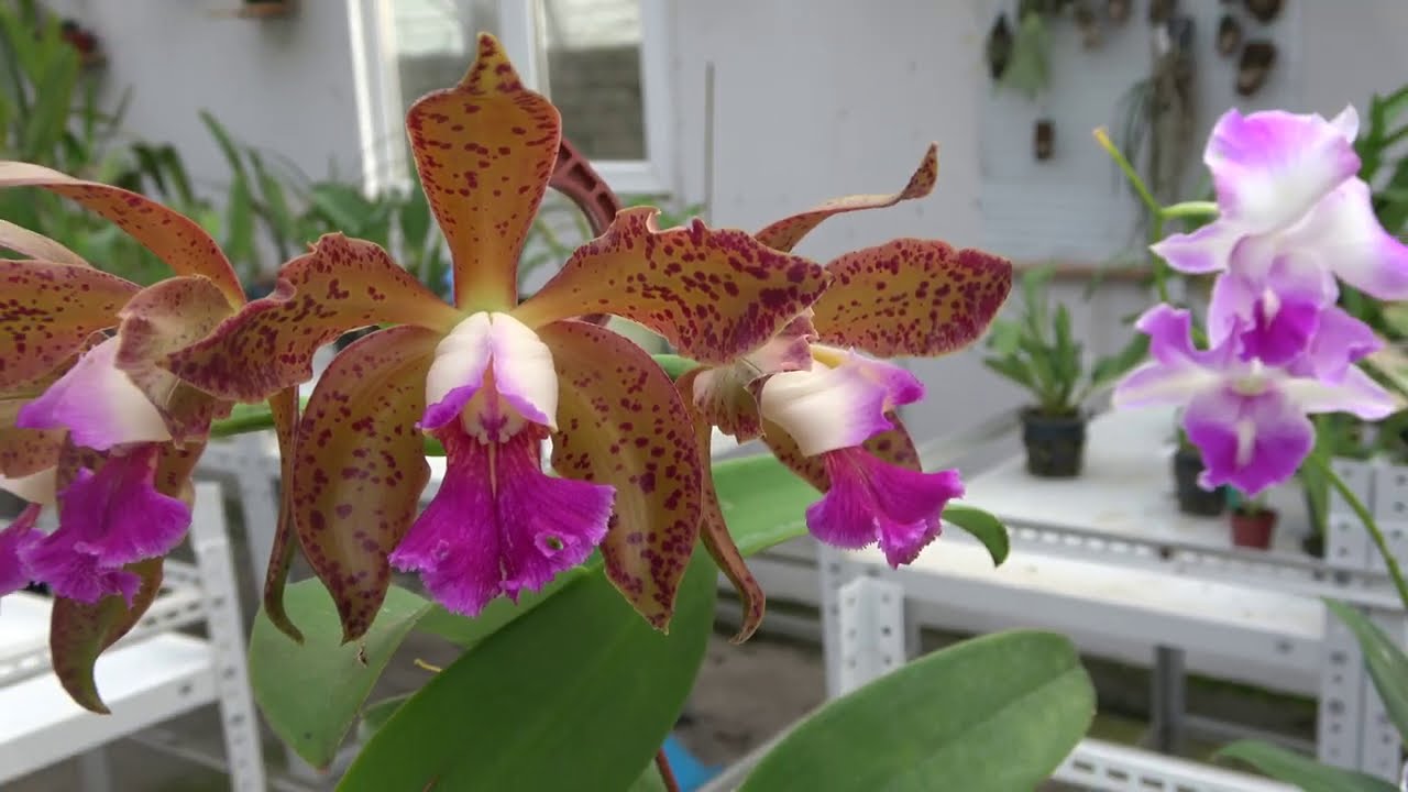 Цветение ДЕКАБРЬ 2020. Blc Durigan , Blc. Waianae leopard x  Cattleya guttata