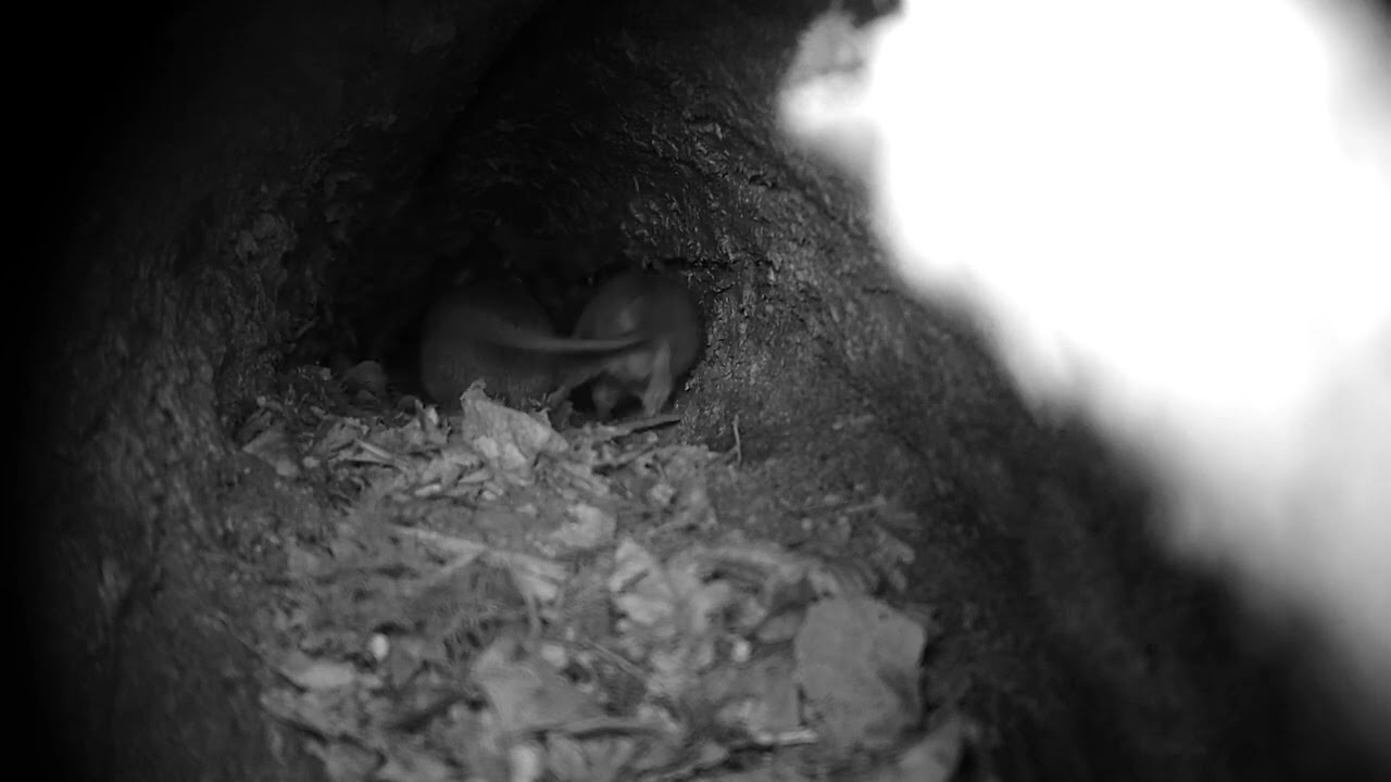 Mice & a Rat trail camera footage.