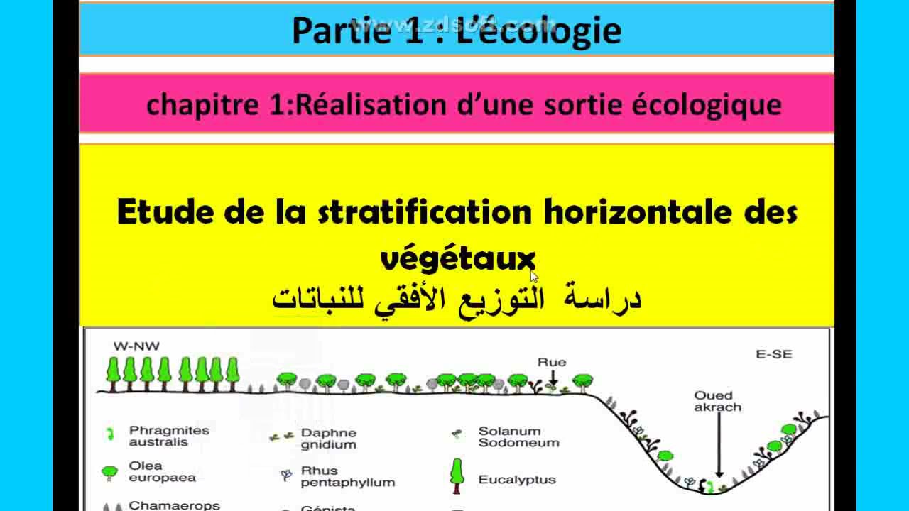 La stratification horizontale des végétaux,la sortie  écologique tronc commun science (شرح بالعربية)