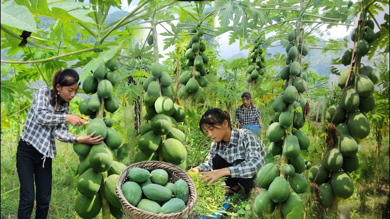 Picking papaya, picking papaya flowers to sell, buying bran to feed the chickens and ducks