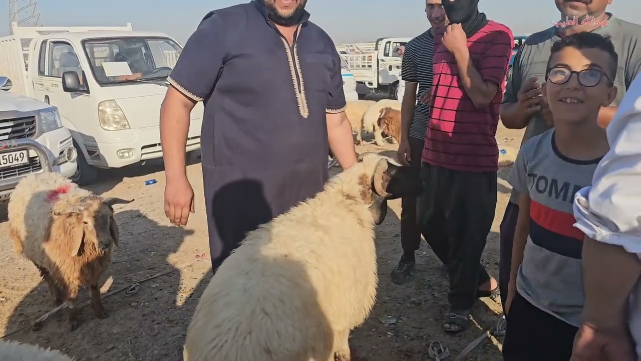 سوق مواشي الفلوجه محافظة الانبار 2024/8/14