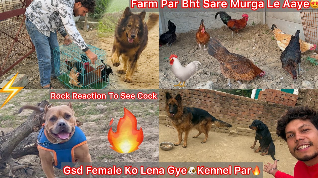 Dog Farm Par Murge Le Aaye Bhot Sare🐓Gsd Female Ko Lena Ki Bat Krne Gye Kennel Par🐶Dogs Vs Cock🐓 🔥