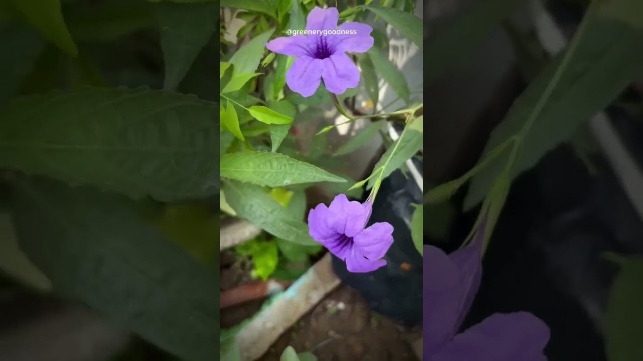 Purple Flowers Bloom Like Magic!#purpleflower #flowers #plantsofindia #houseplants #saveplants
