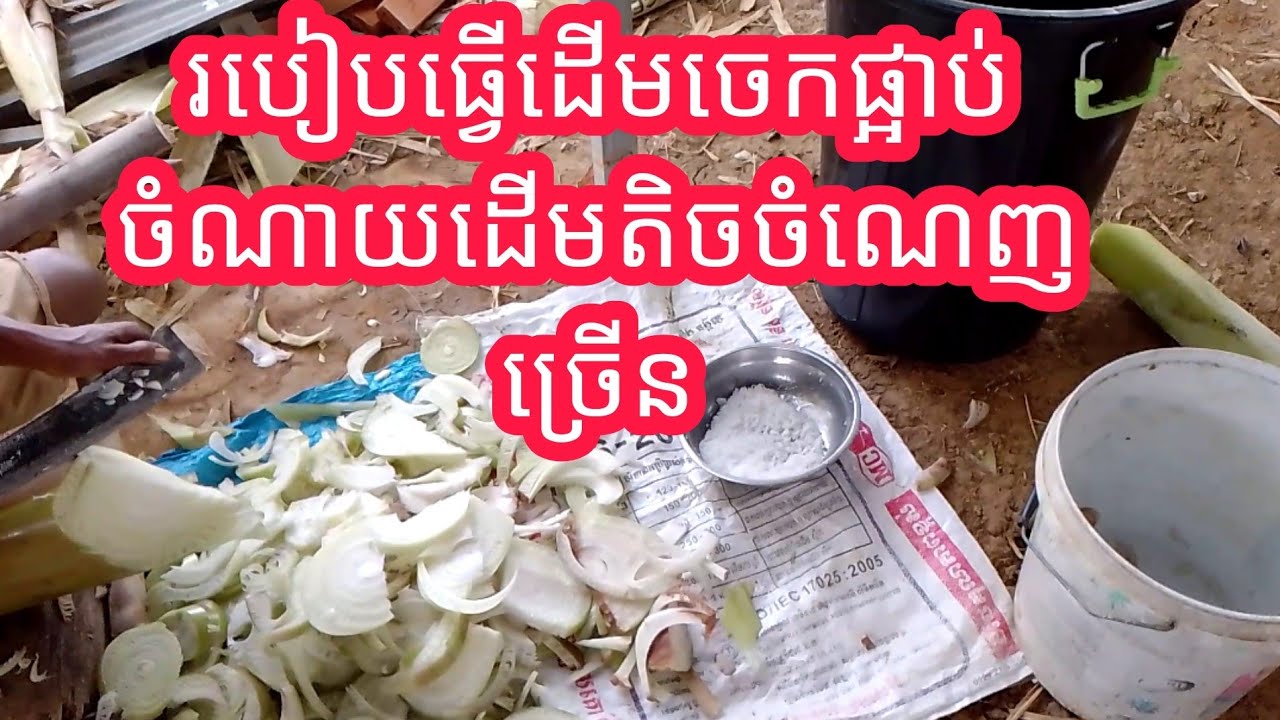 របៀបធ្វើ.ចំណីជ្រូក. ដើមចេក ផ្អាប់សម្រាប់ការចិញ្ចឹម ជ្រូក ធម្មជាតិ ចំណាយដើមតិចចំណេញច្រើន.