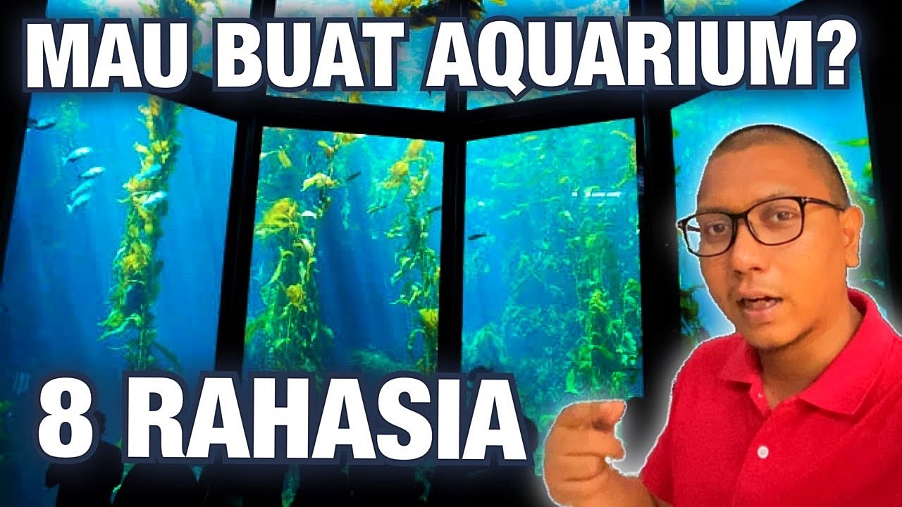 #1 - JANGAN BELI AQUARIUM IKAN PREDATOR / IKAN HIAS SEBELUM LIAT INI