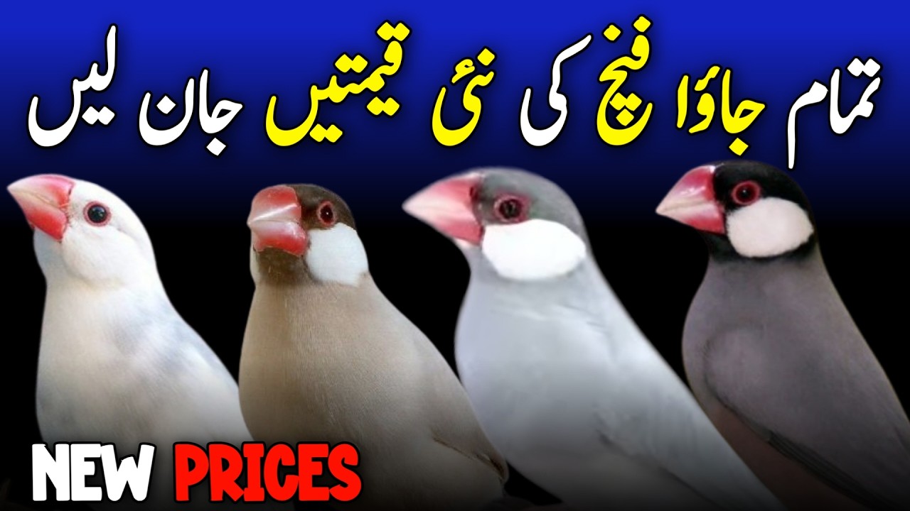 java price update 2026 | java price in pakistan | java latest price 2026 | pastel fawn java price