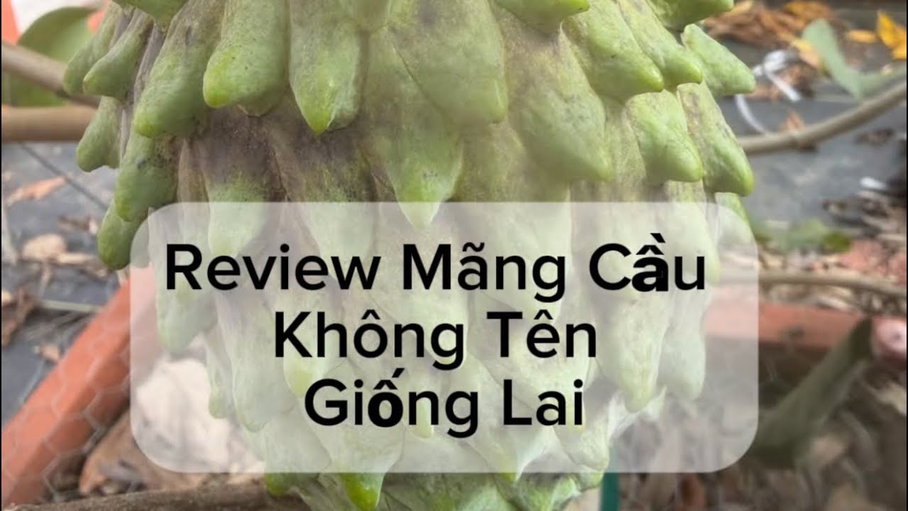 Review Mãng Cầu Không Tên Giống Lai. Review An Unknown Atemoya Variety 