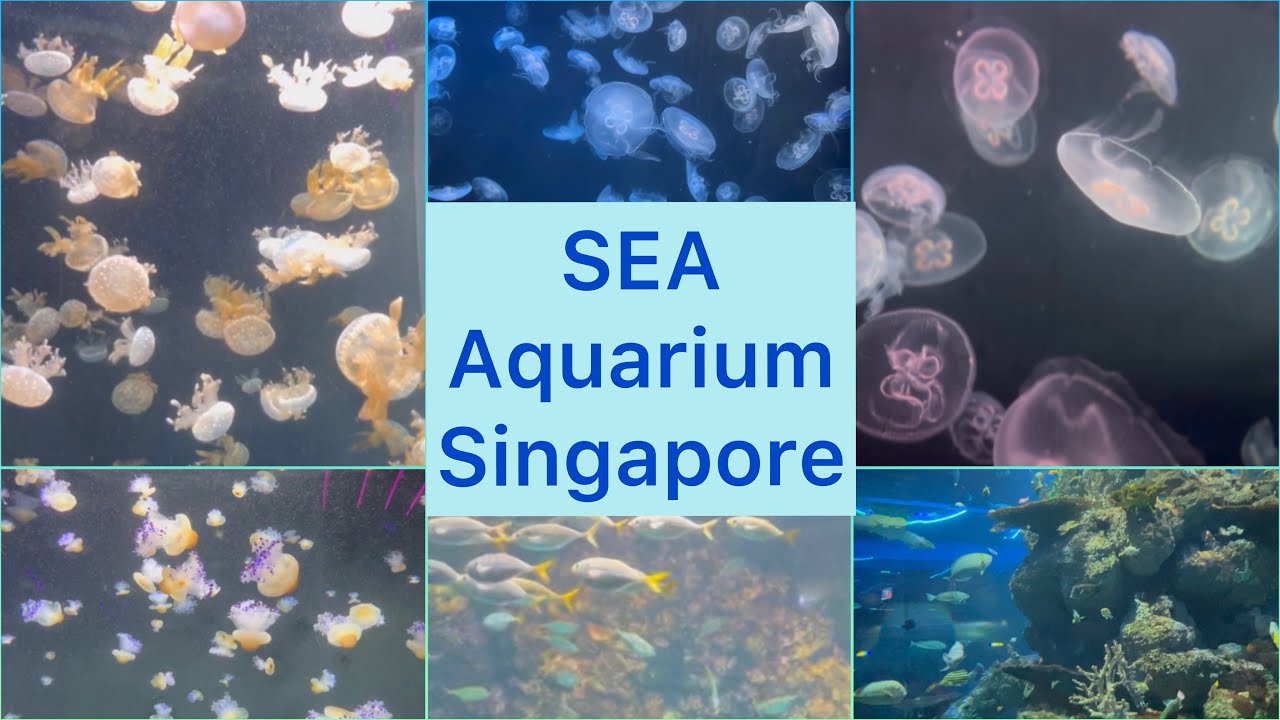 SEA Aquarium Singapore || Resorts World Sentosa || Walk Tour || Nizva’s Routine || Vlog #52