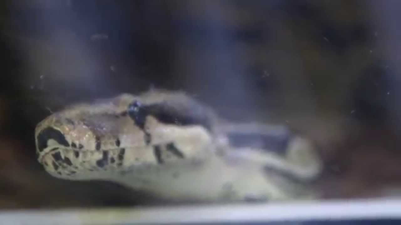Otwarcie ośrodka CITES dla gadów w ZOO