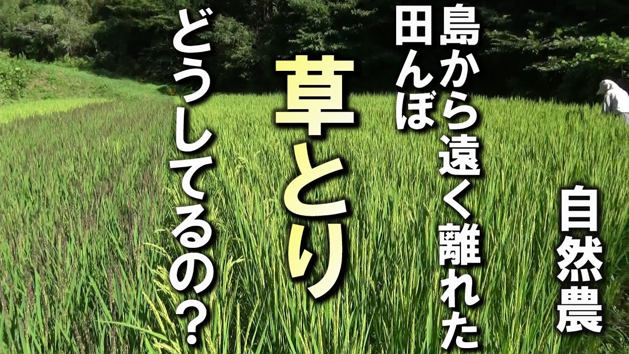 【自然農】島から1時間半！自然農の田んぼ　草管理はどうしてるの？　2025年9 月8 日【natural farming】