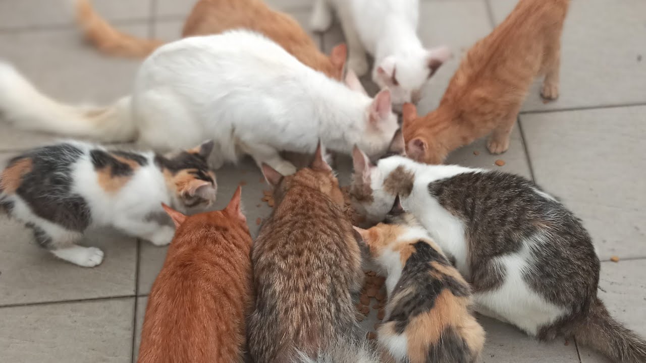 Time Machine Cats !!!! Longest Daily Cat's Story