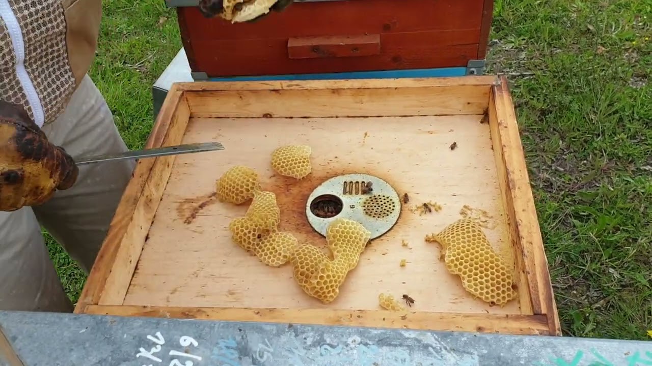 Osservazioni precedenti alla sciamatura e al raccolto