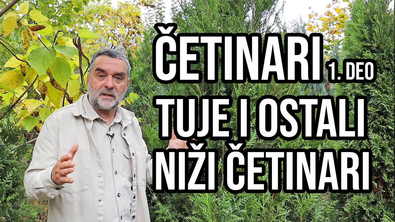 Četinari I deo - niži četinari