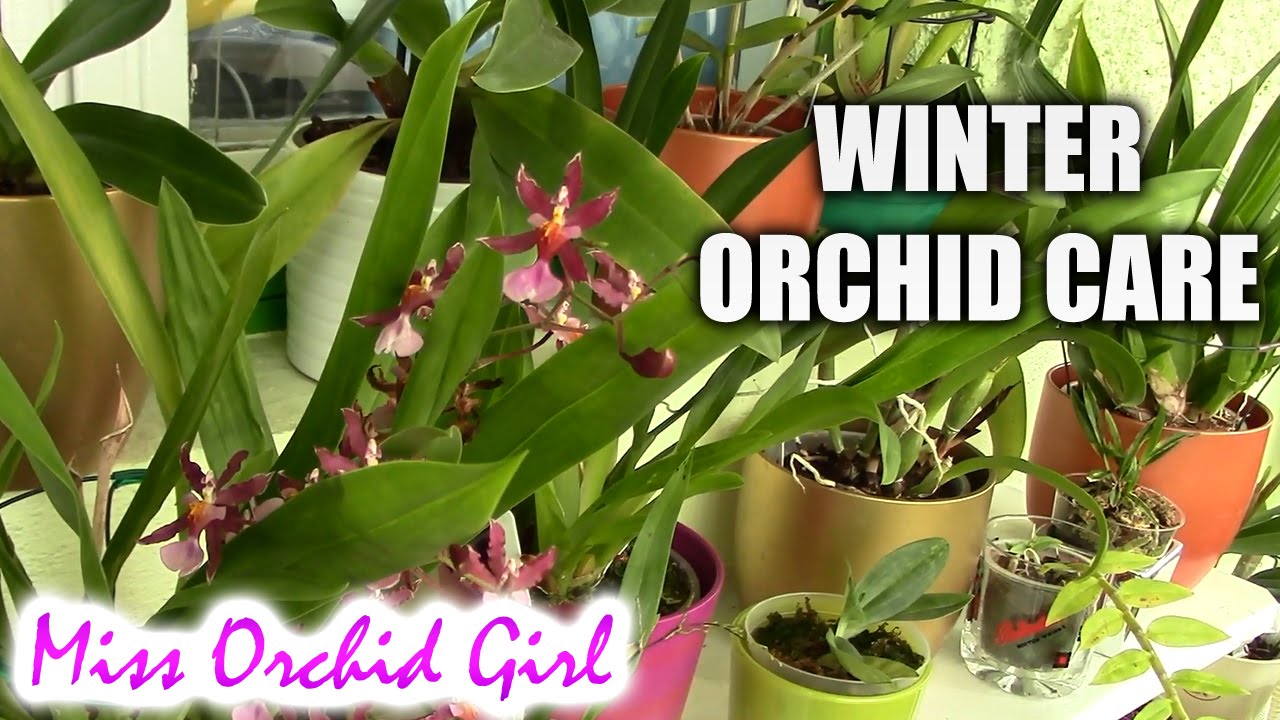 Orchid care in the autumn and winter time