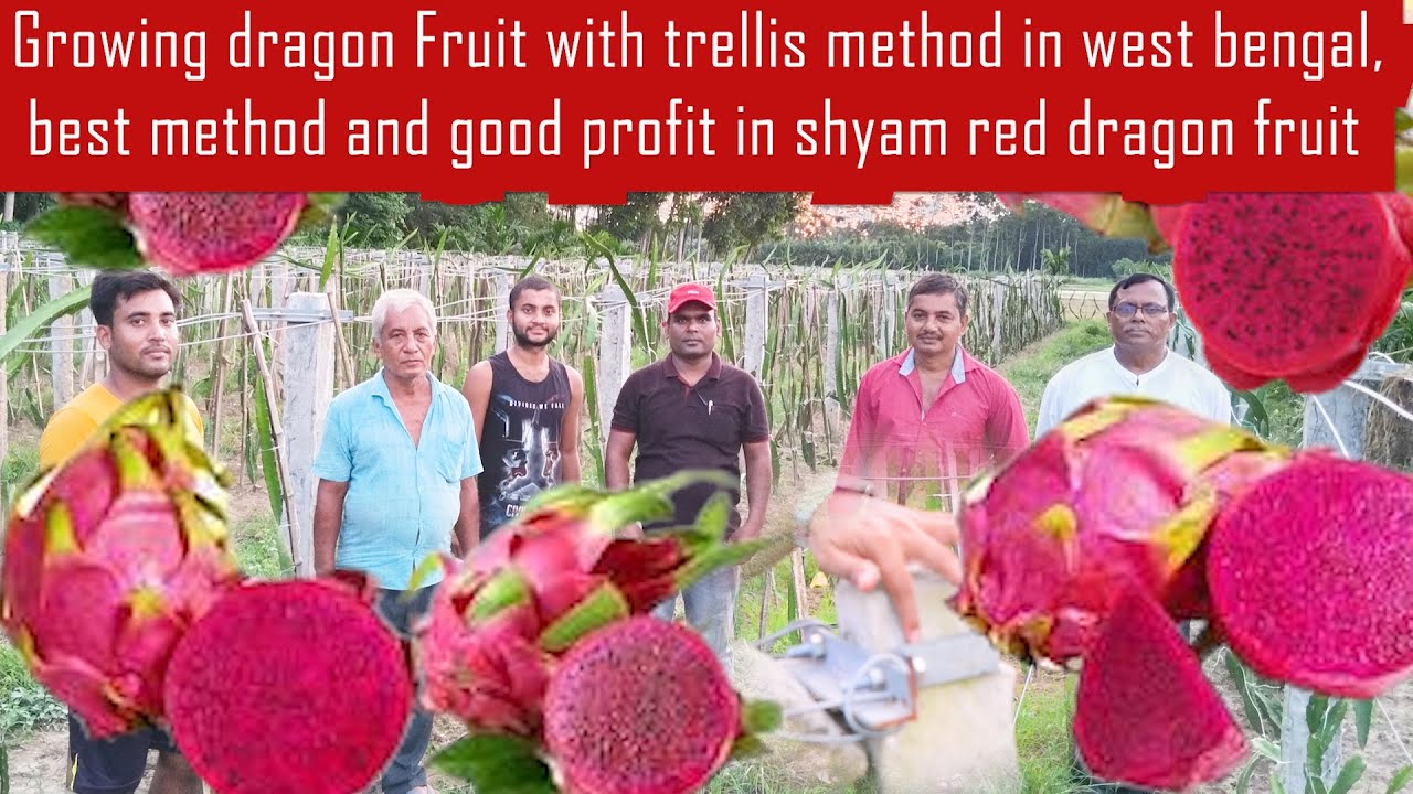 Growing dragon Fruit with trellis method | Siam Red dragon fruit farming | best method | good profit