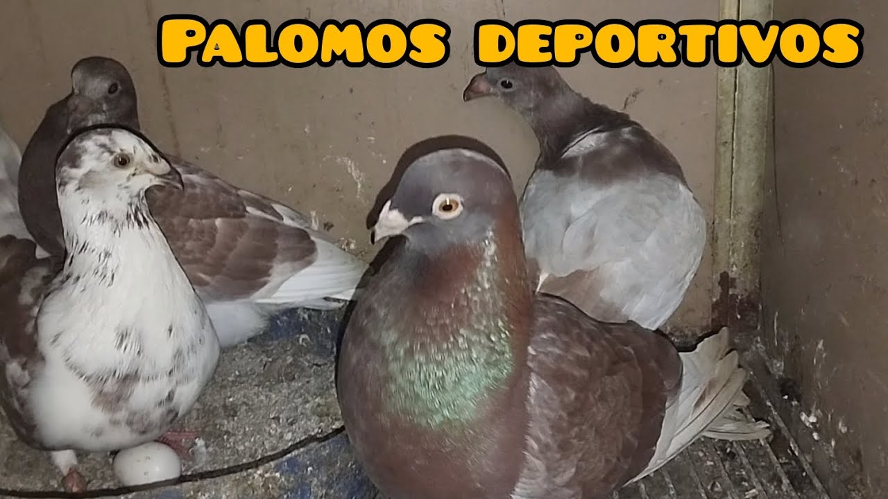 Menudo problema he tenido 😭..palomos deportivos