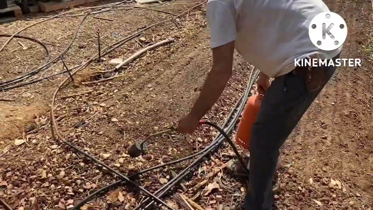 גזר, ממתק חורפי - איך לגדל גזר בקלות