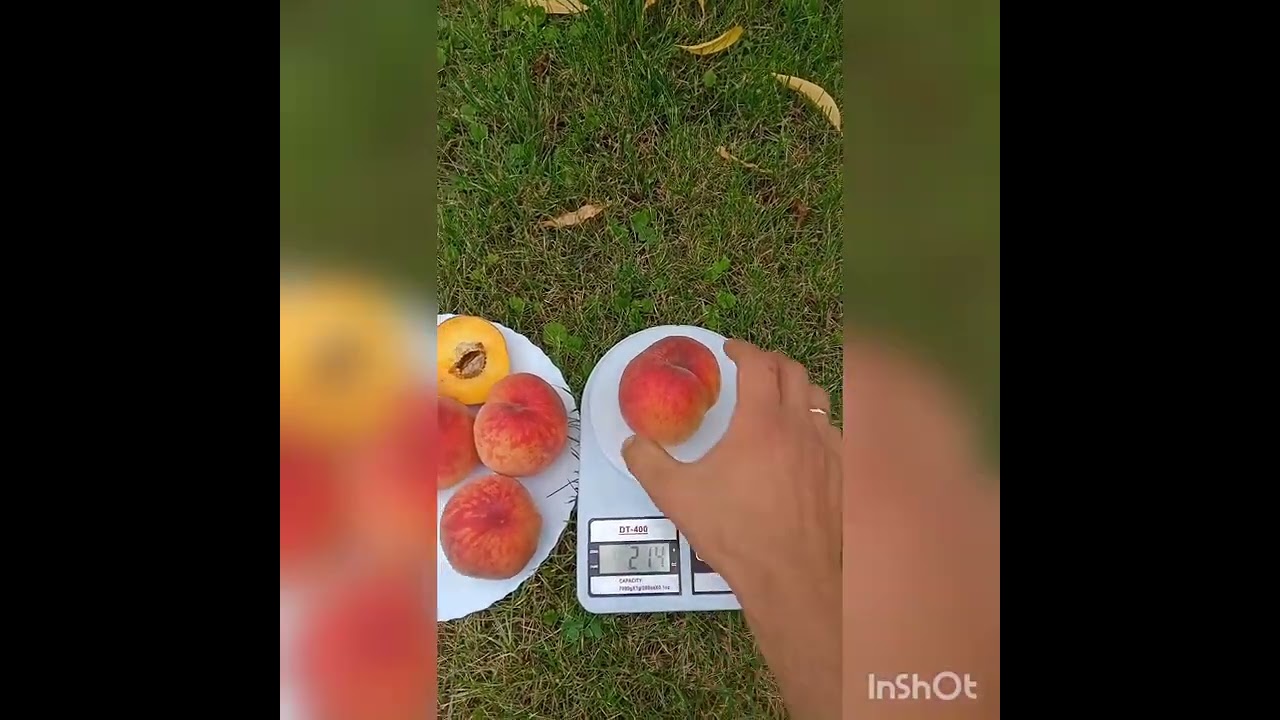 Персик Харнас