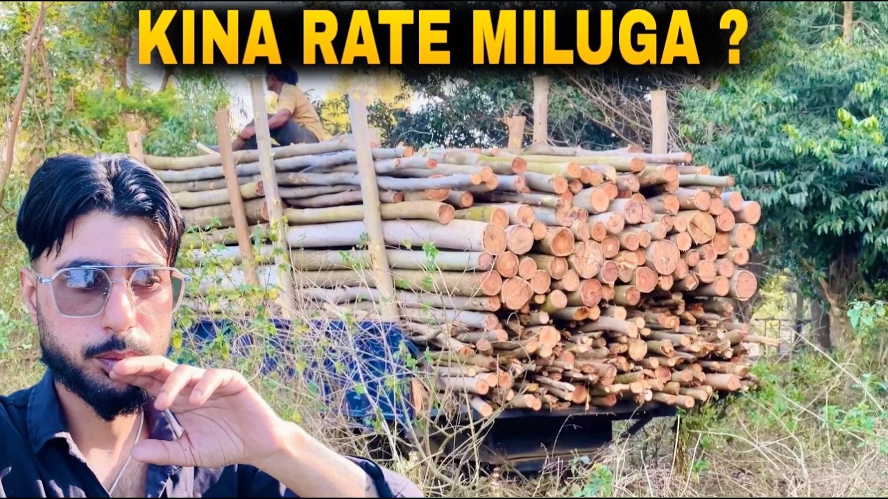 Safeda Vechan Gaye 😳 Kinna Rate Mila? Faida Ya Nuksaan! 💰