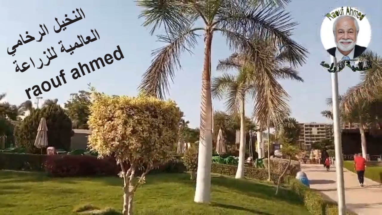 #النخيل_الرخامي