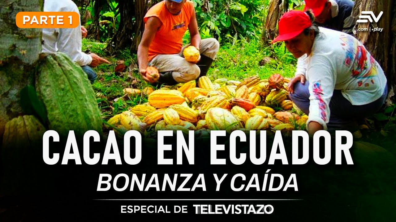 Agricultores lidian con fin de la bonanza del cacao en Ecuador | Especial de Televistazo | Ecuavisa