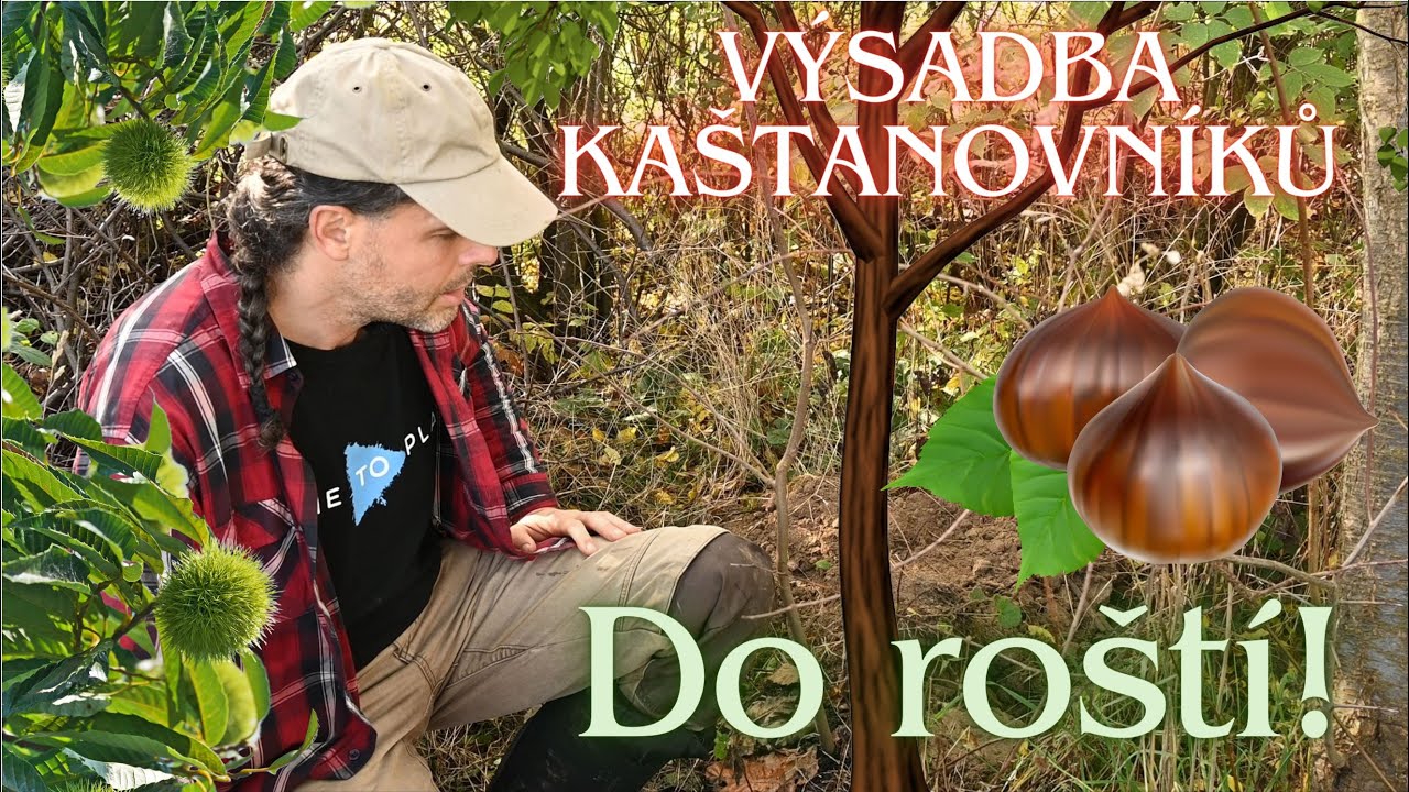 Kultivace pozemku KAŠTANOVNÍKY - výsadba do roští
