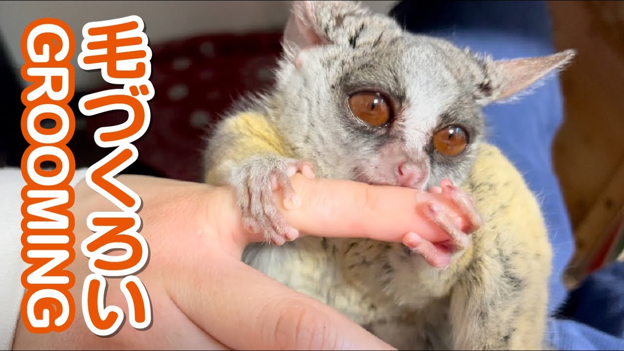 人の手を毛づくろいする小さなお猿 - Grooming -Pizzatoru the Bushbaby / ショウガラゴのピザトル
