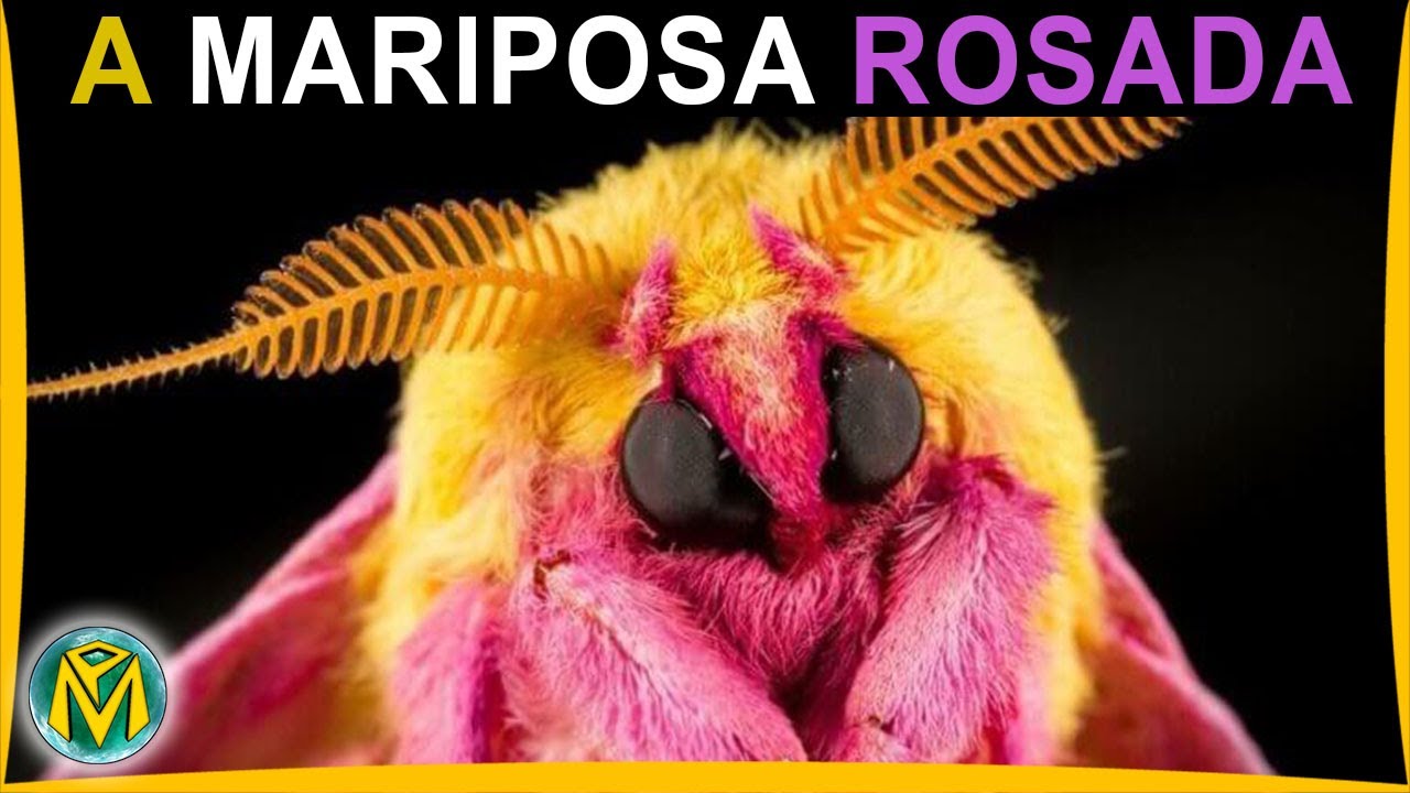 Insetos incr&iacute;veis - A MARIPOSA ROSADA
