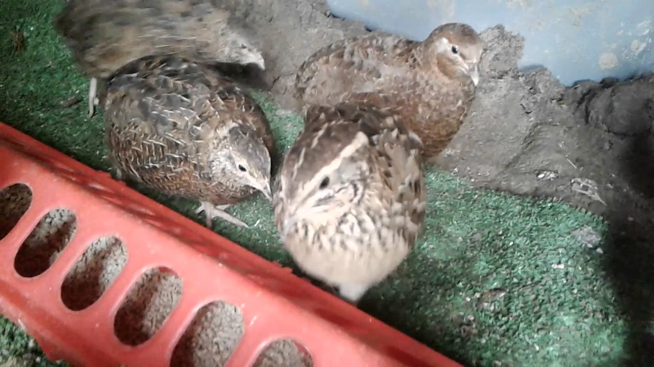 Male or Female ? Quail