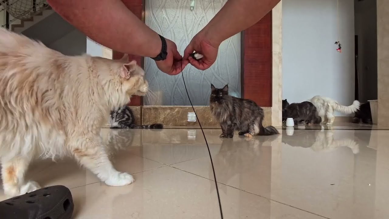 Maine Coon cats vs high-speed car.