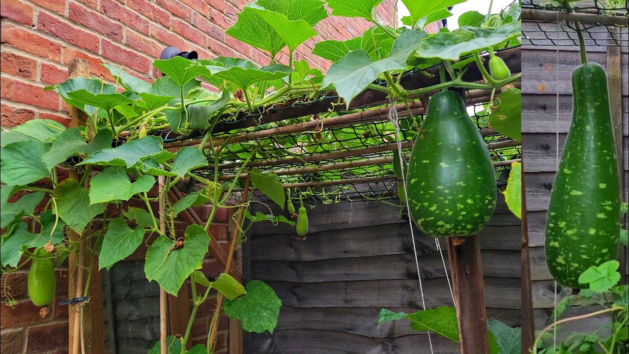 Bangladeshi Vegetable Garden In UK || Shokher Bagan 2024