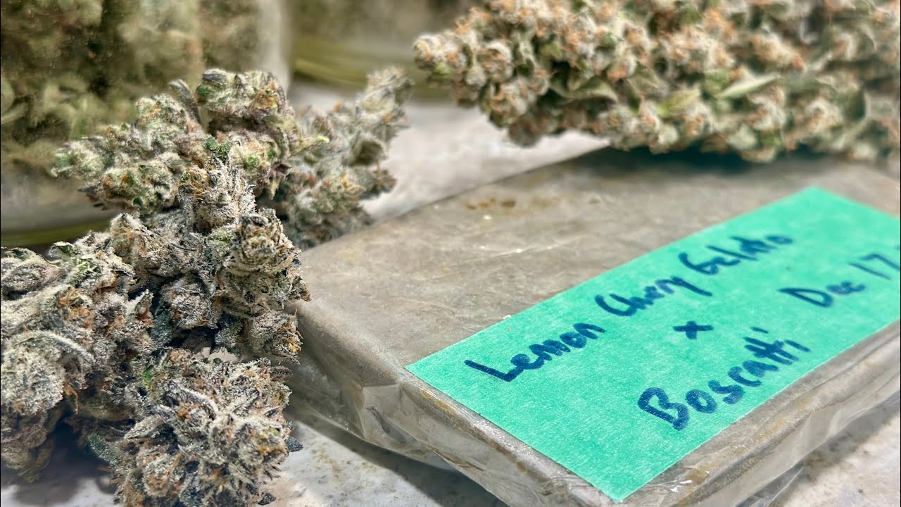 From Trim to Treasure: Making Hash #BrickPress #cannabiseducation