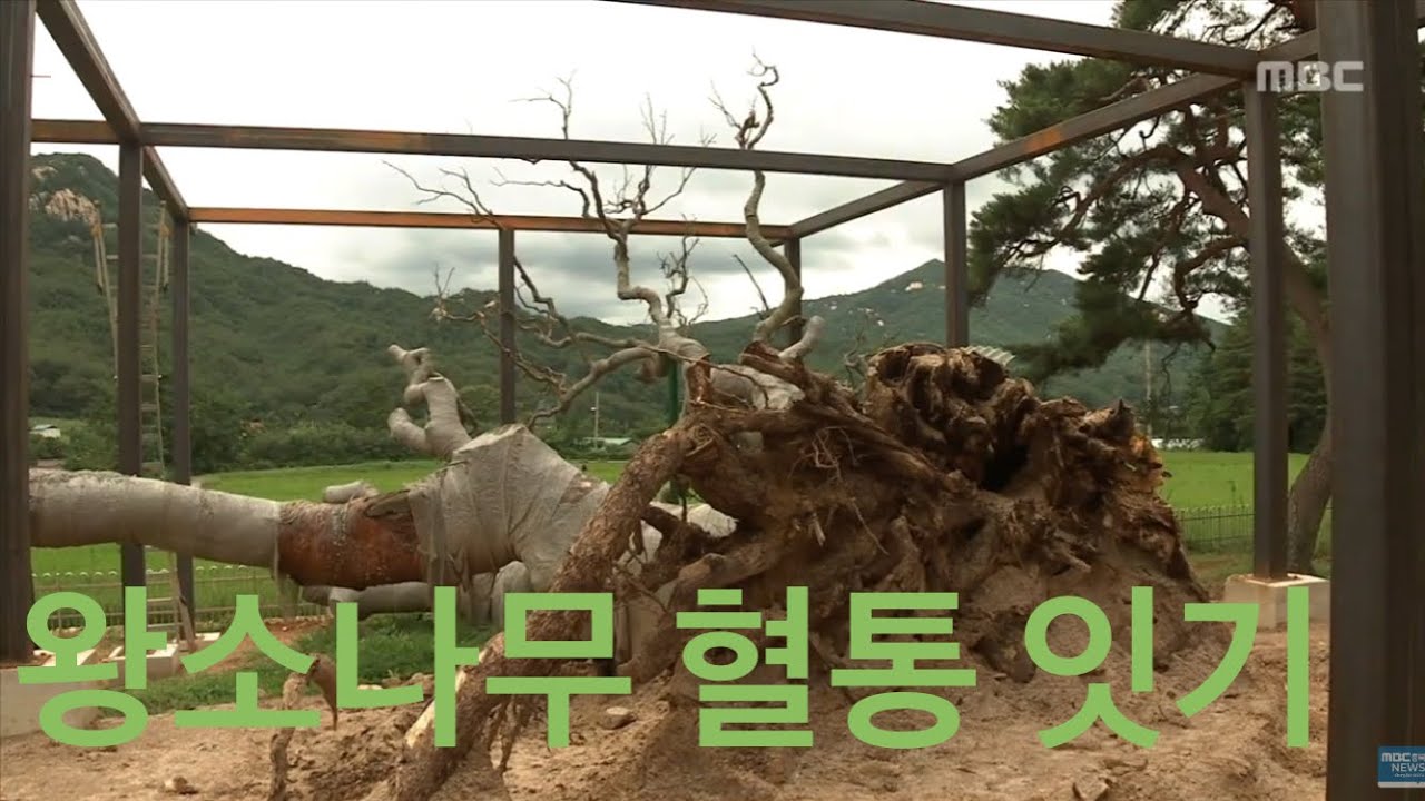 태풍에 쓰러진 ‘괴산 왕소나무', 자목을 지켜라ㅣ충주MBC