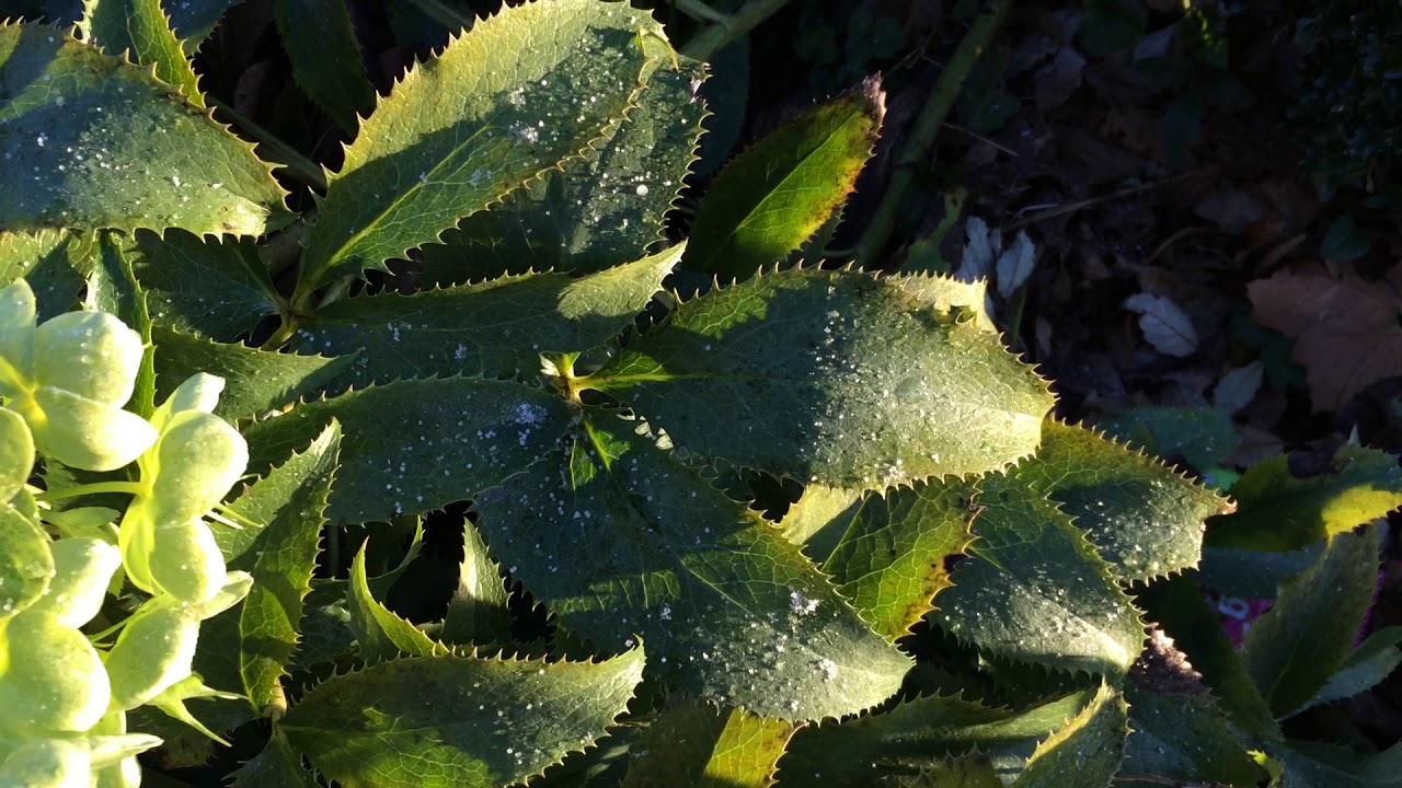 Holly-leaved hellebore (Helleborus argutifolius) - leaves - February 2018